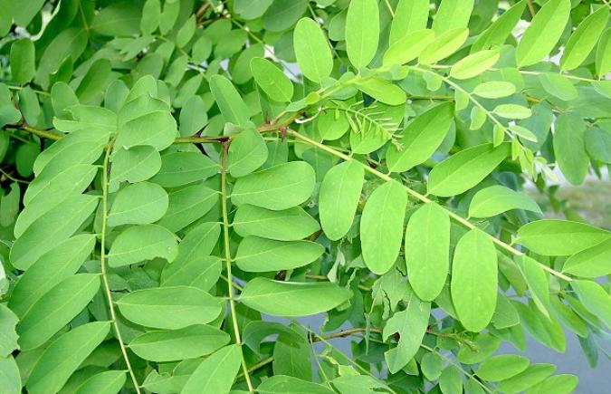 Robinia pseudoacacia ‘Umbraculifera’ – Top Akasya