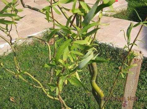 Salix matsudana ‘Tortuosa’ – Helezoni Söğüt