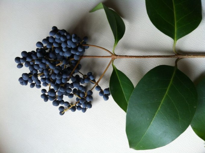Ligustrum japonicum – Kurtbağrı