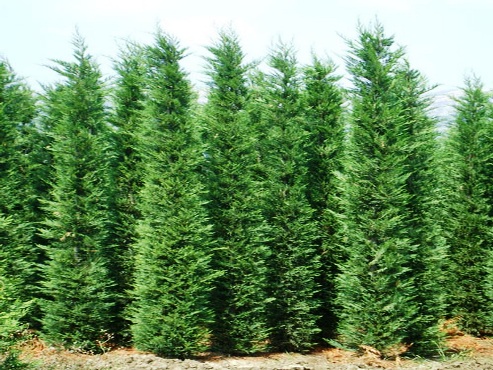 Cupressocyparis leylandii – Leylandi