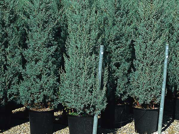 Cupressus arizonica – Mavi Servi