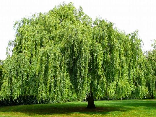 Salix babylonica – Salkım Söğüt