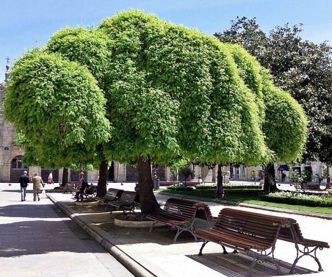 Sophora japonica – Sofora