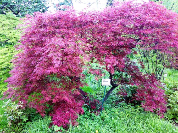 Prunus persica – Süs Şeftalisi