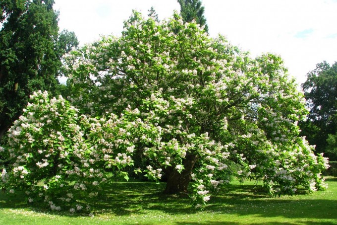 Catalpa bignonioides – Katalpa