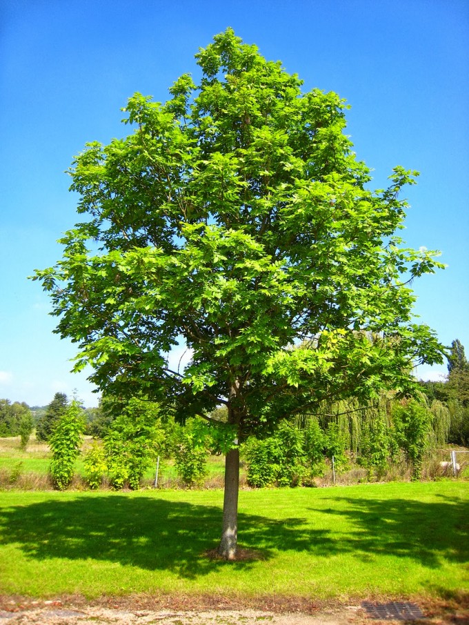 Fraxinus excelsior – Dişbudak