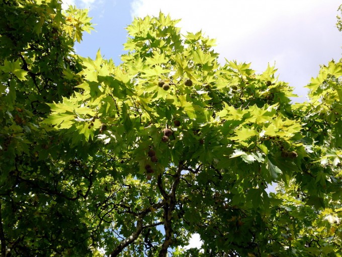 Platanus orientalis – Doğu Çınar