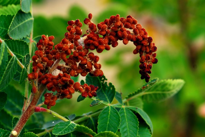 Rhus ‘Royal Purple’ – Sumak
