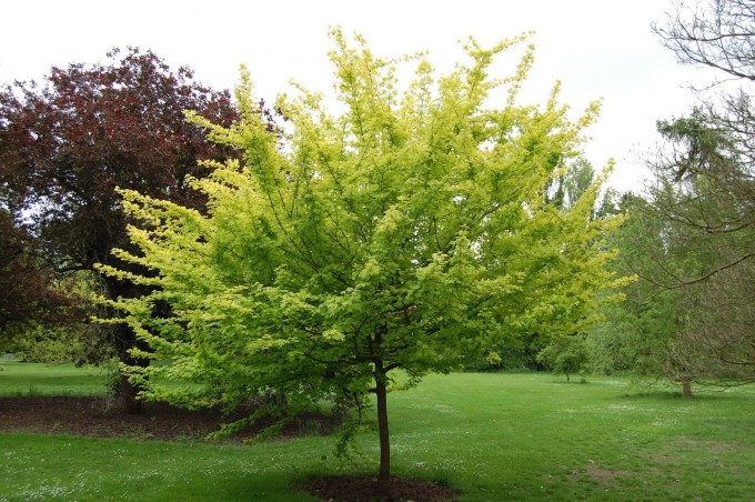 Acer negunda – Akçaağaç