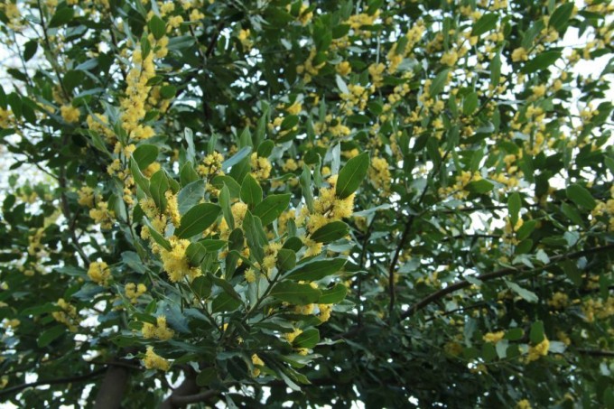 Laurus nobilis – Defne