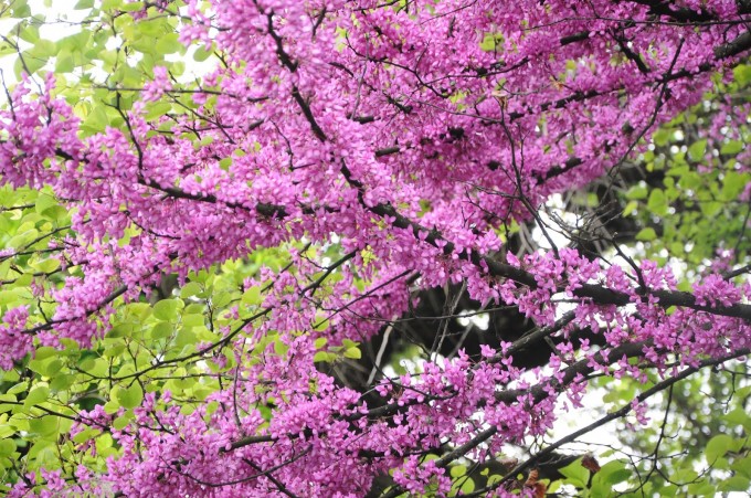 Cercis siliquastrum – Erguvan