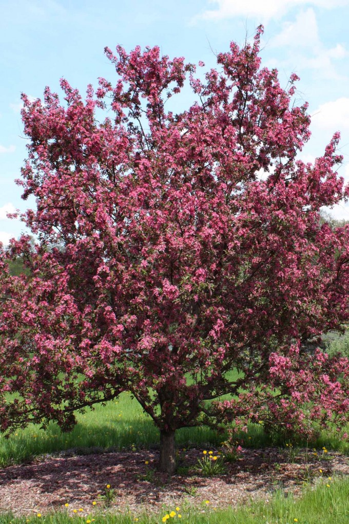 Malus floribunda – Süs Elması