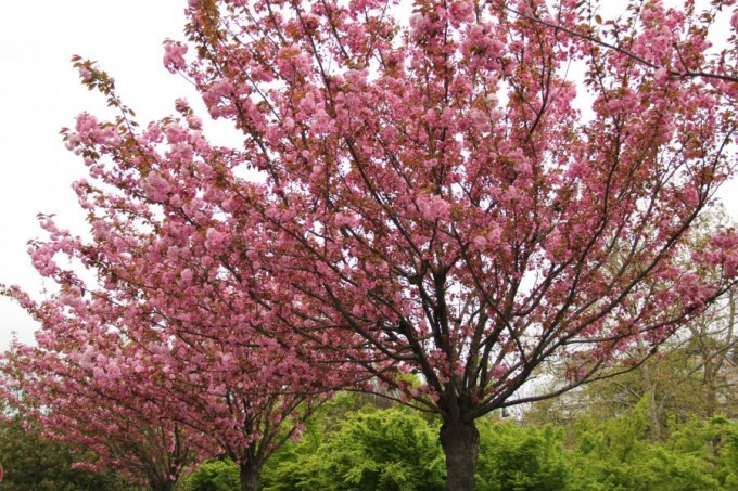 Prunus avium – Süs Kirazı